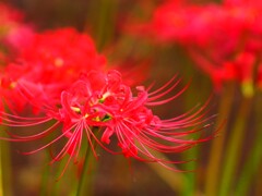 彼岸花