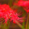 彼岸花