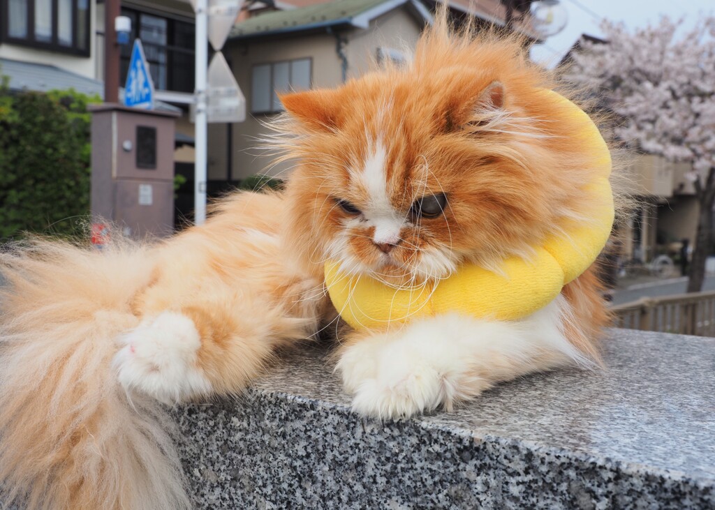 マシュマロ丸 Ⅰ