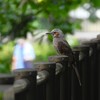 ヒヨドリ
