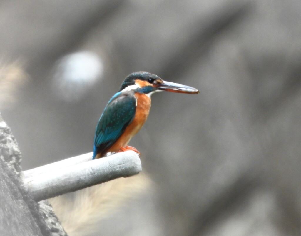 カワセミ