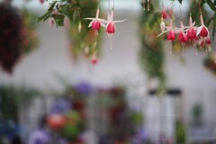 ミノルタ・ロッコールMC50㎜F1.7