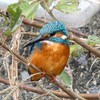 最後のカワセミ