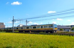 波打つ稲穂