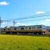 波打つ稲穂