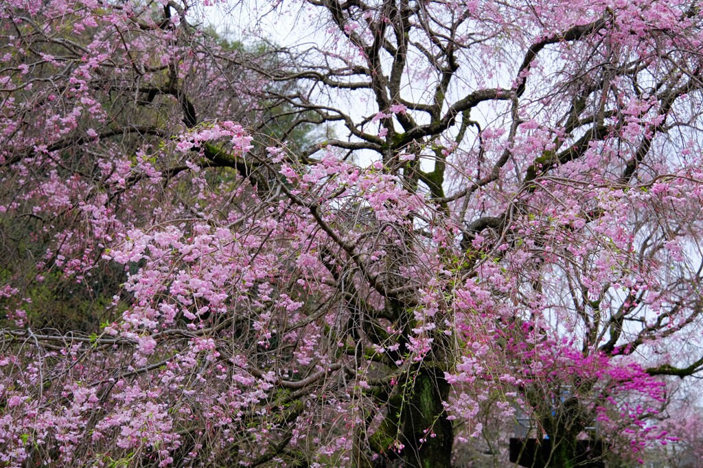 県境のサクラⅡ