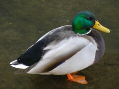 鳥類図鑑
