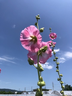 梅雨明けを知らせる花