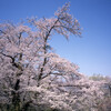 待ちわびた季