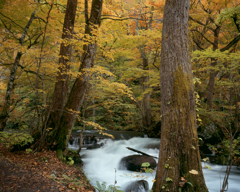 秋水の調べ漂う