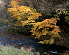 フィナーレに装う