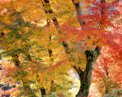 優美な着こなし