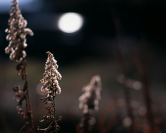 最終幕のきらめき