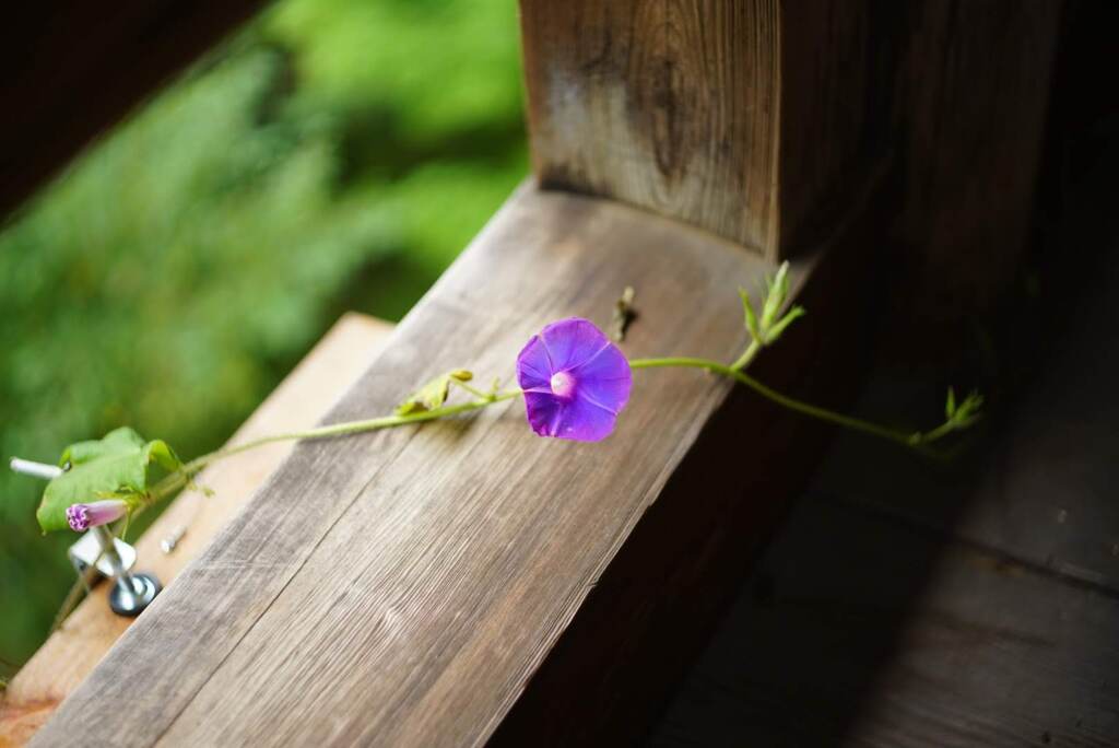 圓教寺