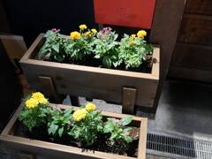 難波千日前の花