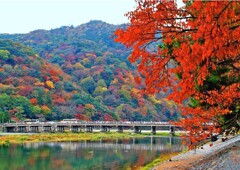 re-arasi1秋色渡月橋。