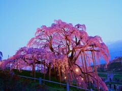 1000006707  三春滝桜。