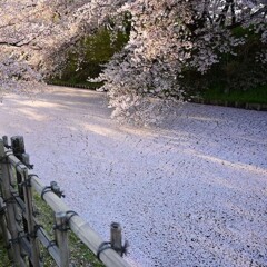 1000006837  花吹雪。弘前公園。