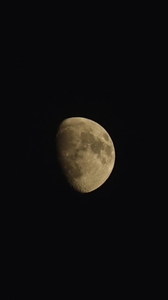 昨夜のお月さま　月齢11.4くらい