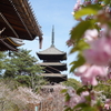 仁和寺に佇む春