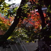 世田谷美術館の裏庭的ゾーンの色彩葉