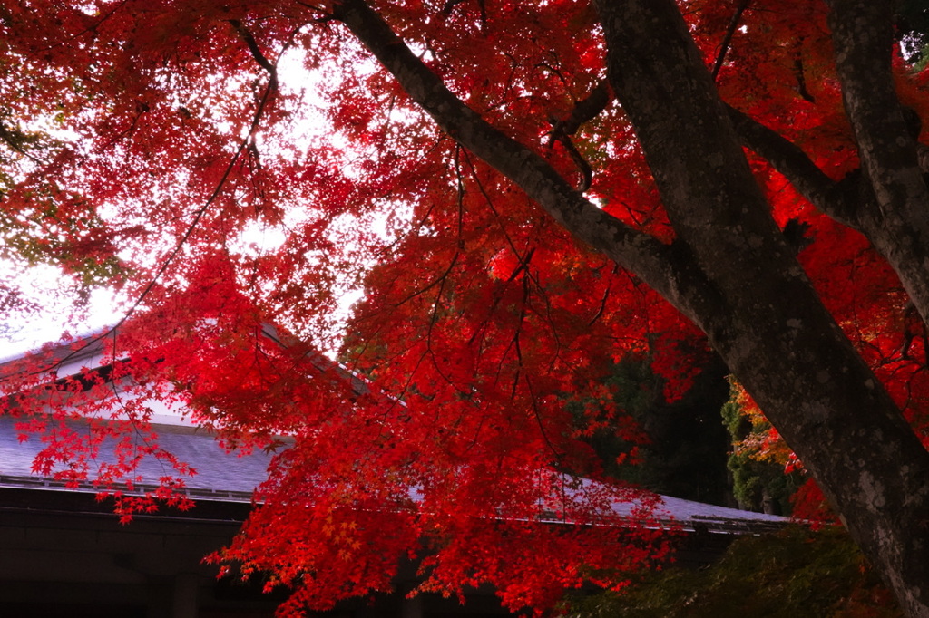 平泉　中尊寺の紅葉