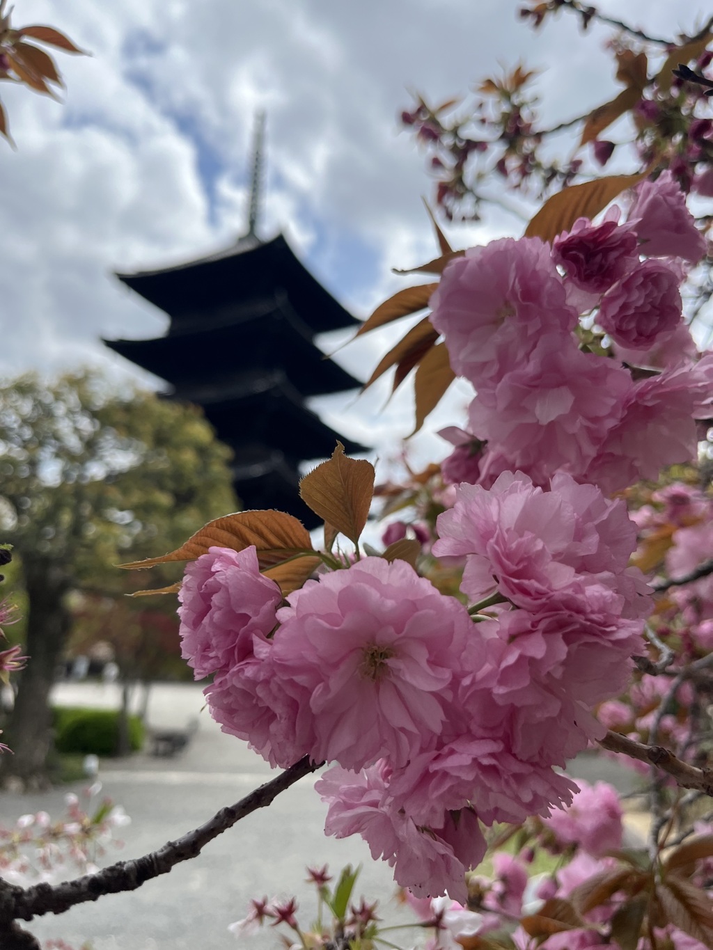 京都　東寺　と　八重桜