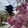 京都　東寺　と　八重桜