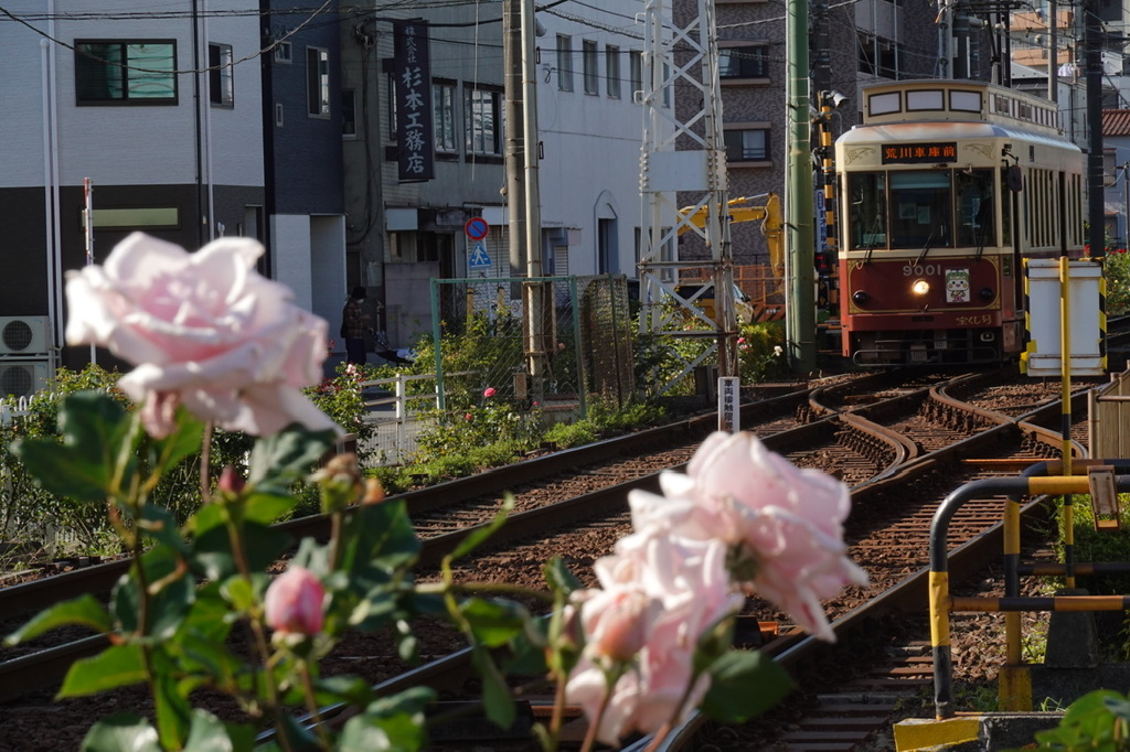 バラと東京さくらトラム