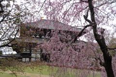 東大寺　大仏殿と桜