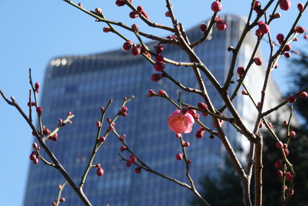 紅梅ちゃんの開花を見守る東京ミッドタウン日比谷