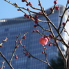 紅梅ちゃんの開花を見守る東京ミッドタウン日比谷