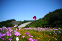 観光農園　花ひろば