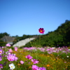 観光農園　花ひろば