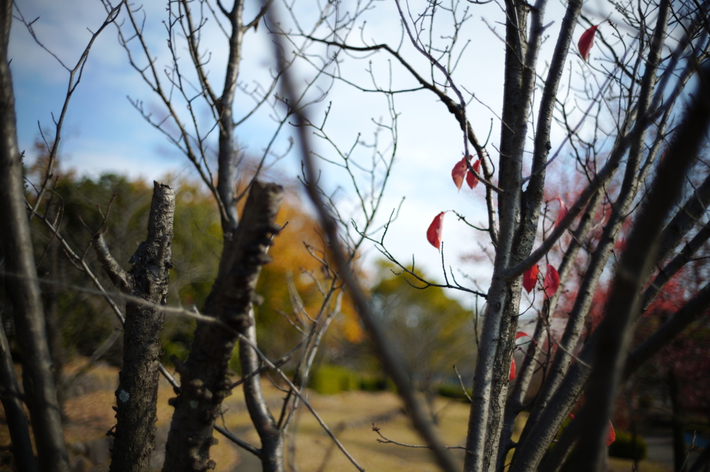 滝ノ水中央公園