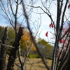 滝ノ水中央公園