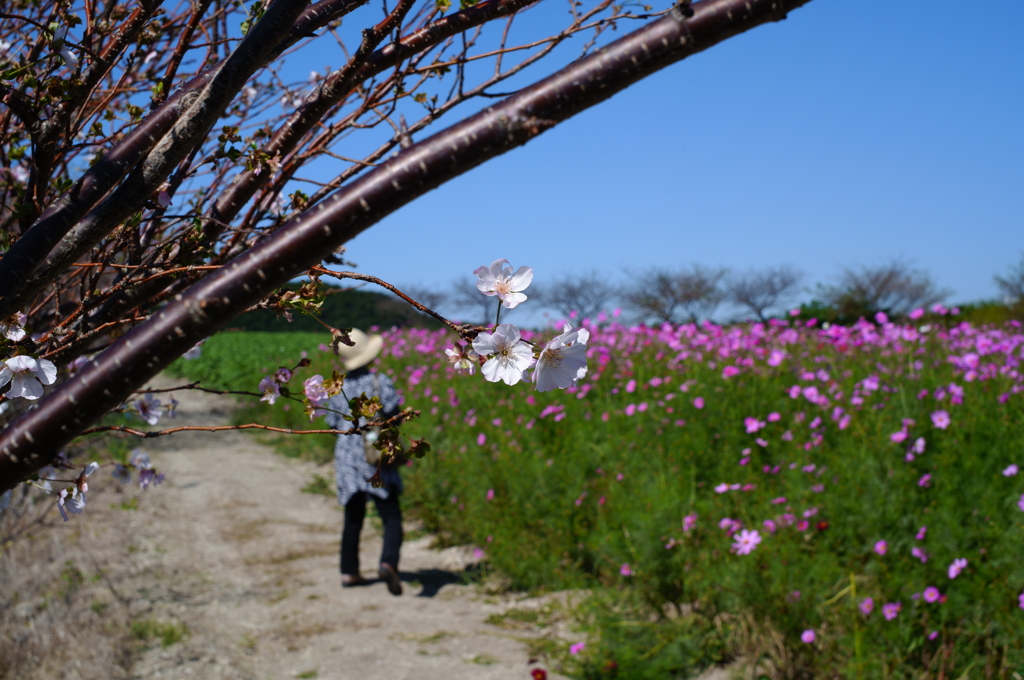 観光農園　花ひろば