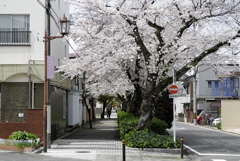 水道みち緑道2