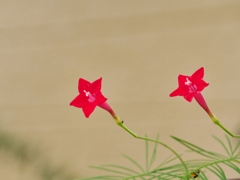 赤い花たち・・。