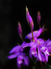 紫蘭