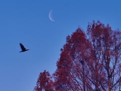 月と鳥と紅葉と・・。