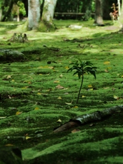 奈良・秋篠寺苔の庭