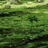 奈良・秋篠寺苔の庭