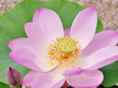 お寺に咲く蓮の花