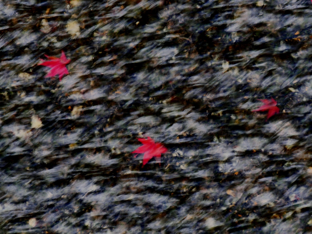 清流の紅葉 1
