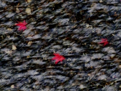 清流の紅葉 1