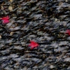 清流の紅葉 1