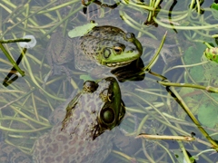 カエル君