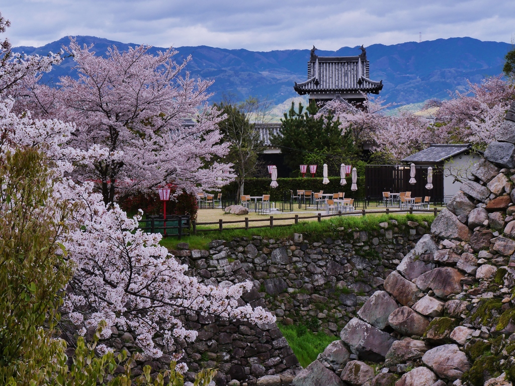 お城の桜 4