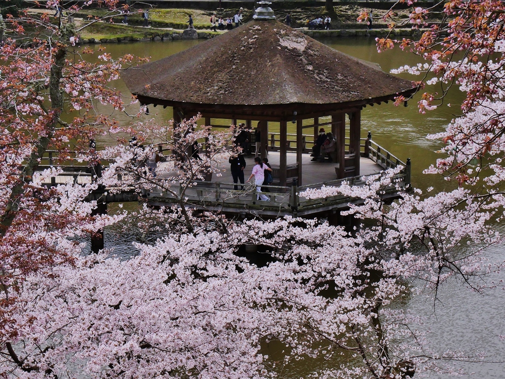 奈良公園・浮見堂の桜 3